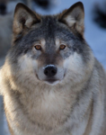 wolf or dog club