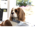 Charlie muffin :D