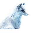 ArticFox Studios