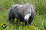 Pony #####