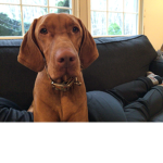 Sadie plays