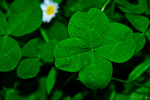 Clover Leaf Riding Academy