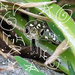 Snakes snak