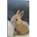 Bunnies s