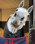Roam and Ride lessons and shows