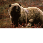 Grizzly Bears of far robloxia