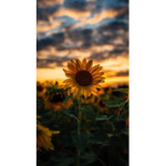 _x.sun.flower.x_