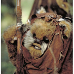Allit Ewok