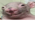 *-*Rats*-*