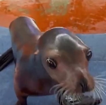 seal's bloxxation