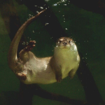 wuvelf