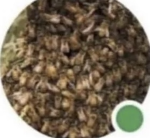 Ten-Thousand Bees
