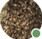 Ten-Thousand Bees Group Thumbnail