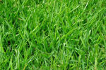 Grass Games!