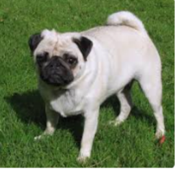 Pug Battles