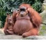 monkeyville (NOE)