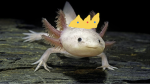 Axolotl army2.0