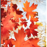 *AutumnSquad*