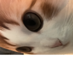 Cat eye cuties