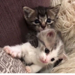 cutie pawzz
