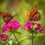 Butterfly Squad! By Charlotte Mae <3