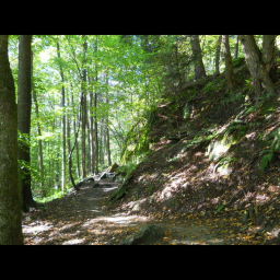 The Forest