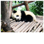 pandas rule you'