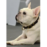 french_bulldog_fans