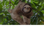 Slothplayz fan club