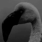 Horror Flamingos