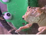 ribbits for life!
