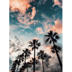 ‘ sky flowerss