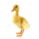 Ducks are the best and superior