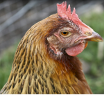 Chinese Chicken Clan
