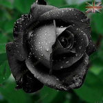 Black Of Hearts