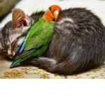 Parrots and the Cats