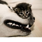 Kitty corns
