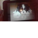Rocky the cuteeeee dog