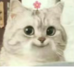 ᴜʜʜʜʜ ʜɪɪɪ
