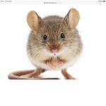 Mouse men