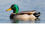 Duck Vibez