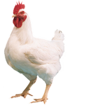 (Chicken Fan Club!)