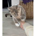Kitty Cookies Fan