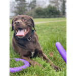 Team dès chiens mignons