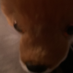 Want to pick up my fox