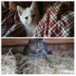 New-Easy Space Obby!