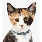 Cat galaxy time