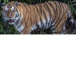 Tiger bro king