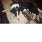 ########## pups