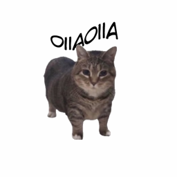 oiiaoiia  cat icon
